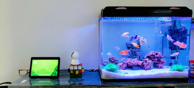 How to survive a power outage with an aquarium?